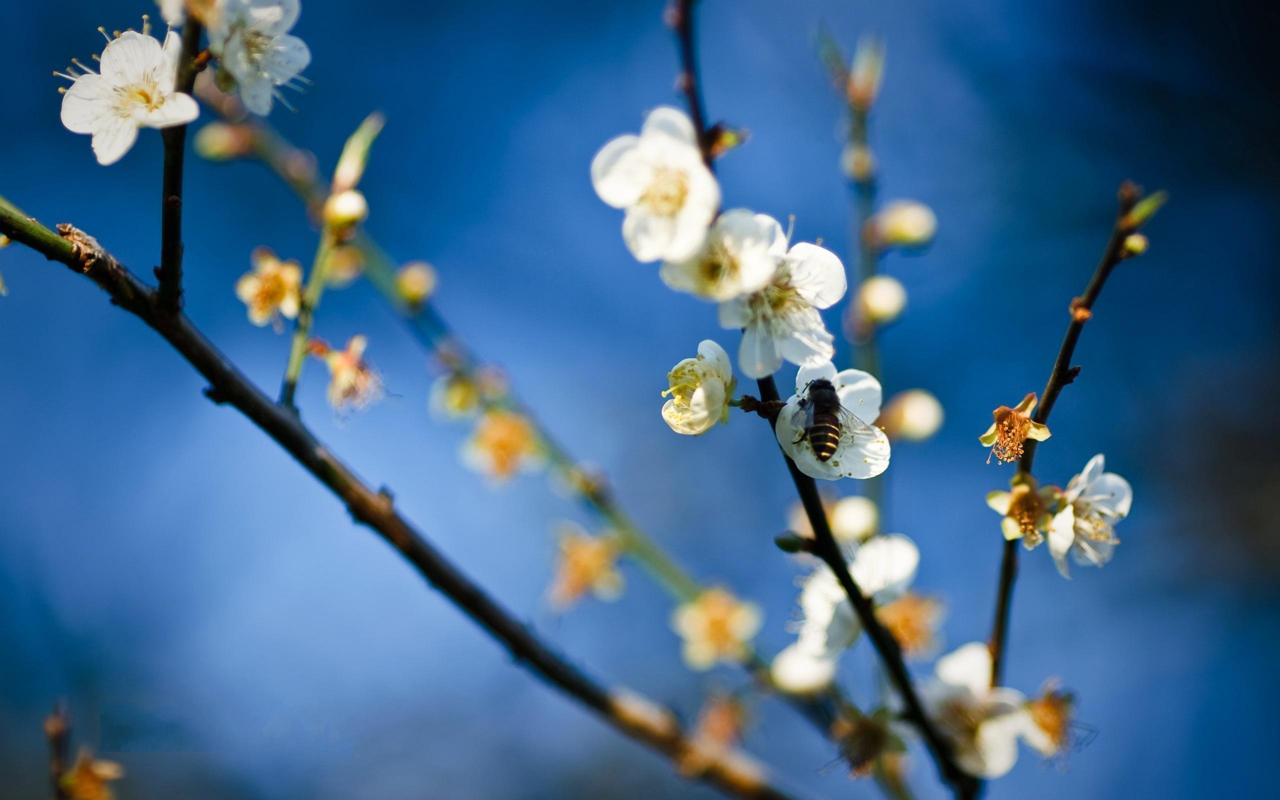 Bee on White Flowers9419419275